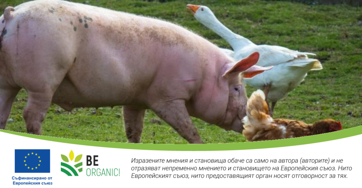 По-висок бюджет по интервенцията за хуманно отношение и значително увеличение на стартовата помощ за млади фермери, предвиждат промени в Стратегическия план